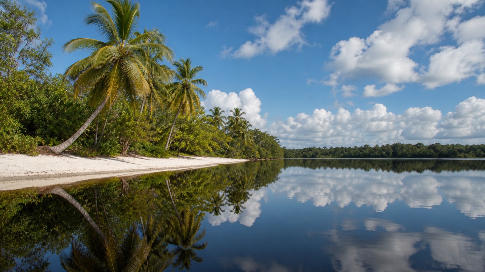 Still blackwater lake with white sand shore and leaning coconut palms