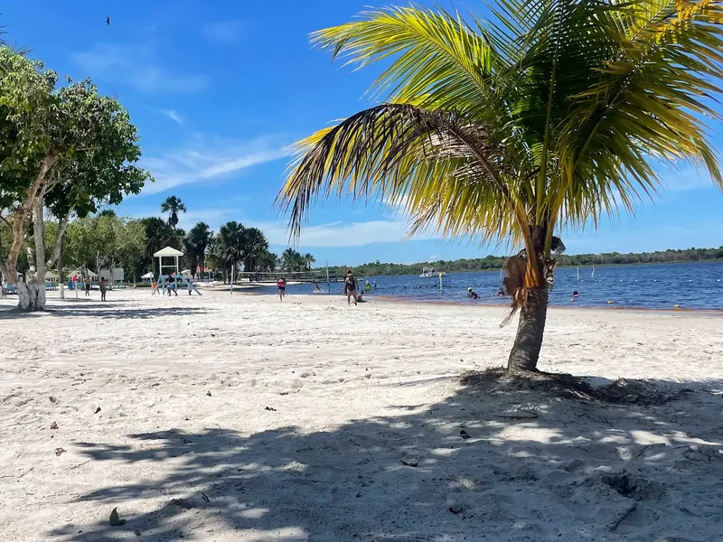 A palm tree casts shade over a sandy river beach beneath a blue sky.