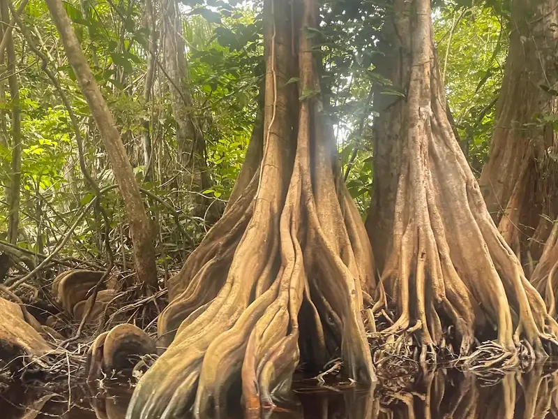 A forest tree’s large buttress roots extend into still water.