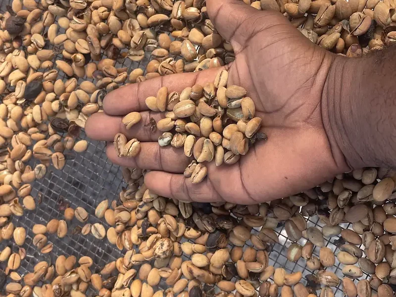 A hand holds harvested beans above a mesh drying surface.