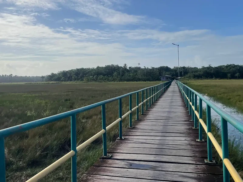 A long wooden boardwalk with blue railings stretches across wetlands.